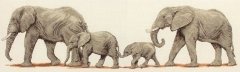 Набор для вышивания "Слоны на прогулке (Elephant Stroll)" ANCHOR